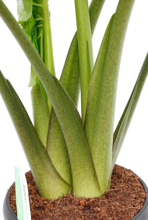 Rhaphidaphora Korthalsii blad