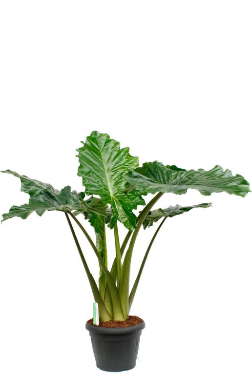 Syngonium Red Spot blad