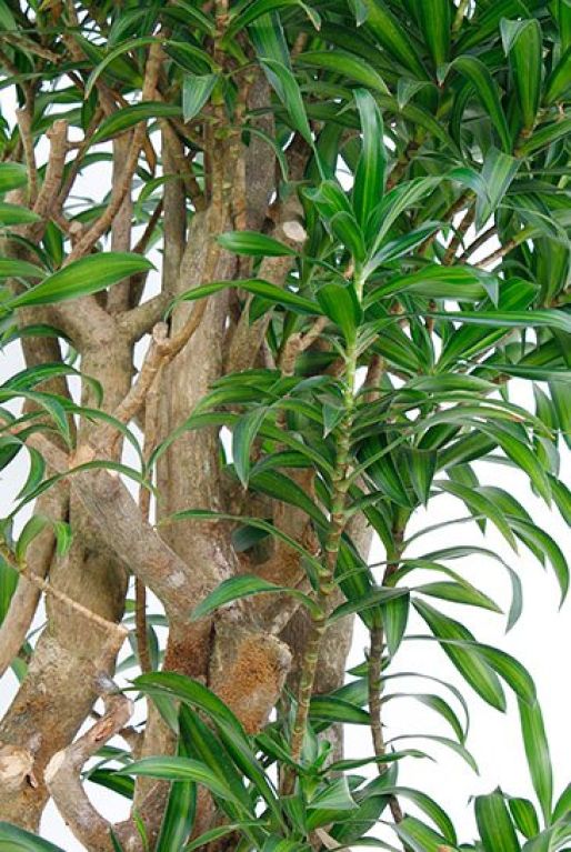 Monstera Siltepecana