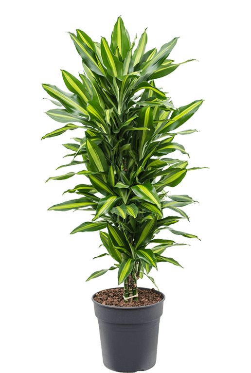 Dracaena-stedneri-cintho