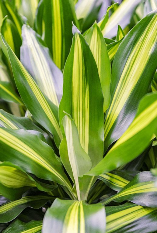 Epipremnum Pinnatum Global Green