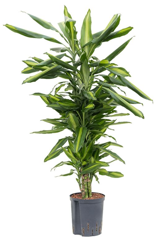 Monstera Siltepecana