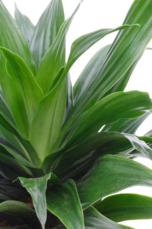 Monstera Siltepecana
