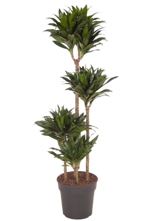 Scindapsus Treubii Dark