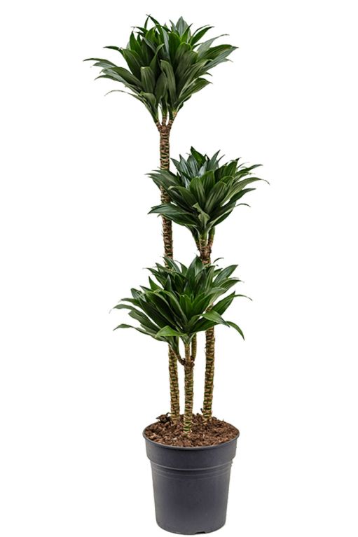 Monstera Siltepecana