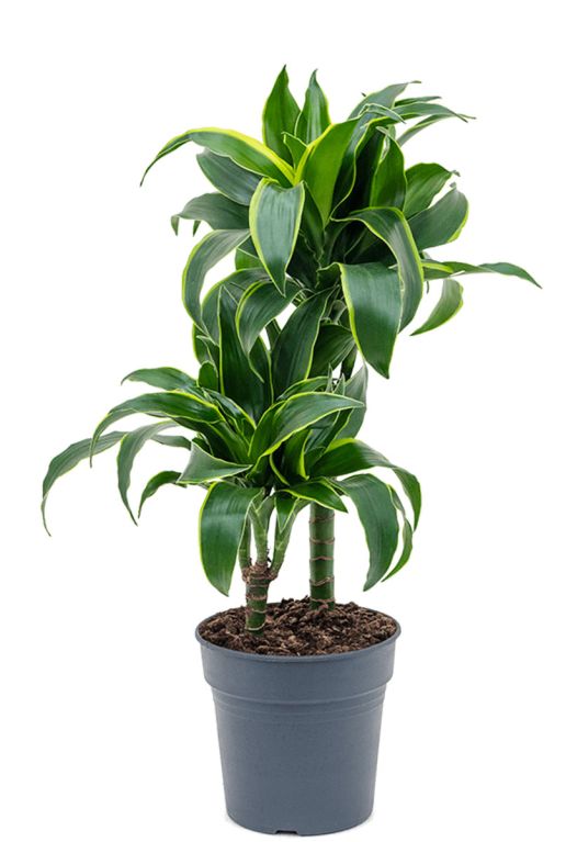 Monstera Siltepecana