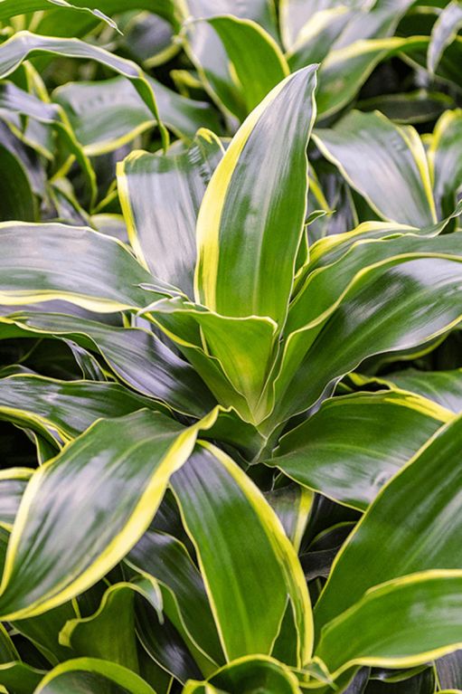 Monstera Siltepecana