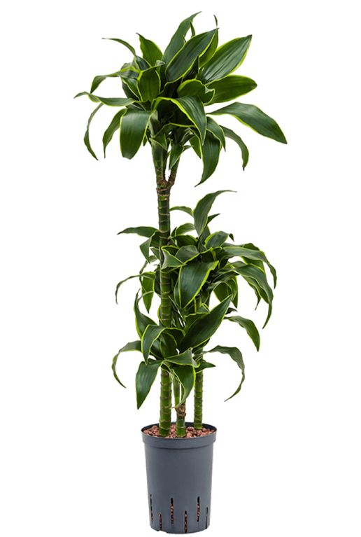 Hoya Krohniana Silver blad