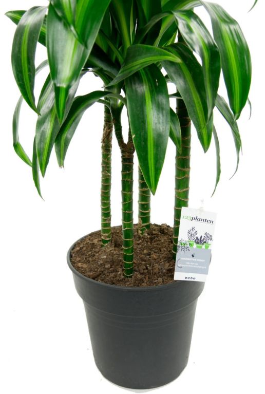 Dracaena drakenbloedboom 4 stammen