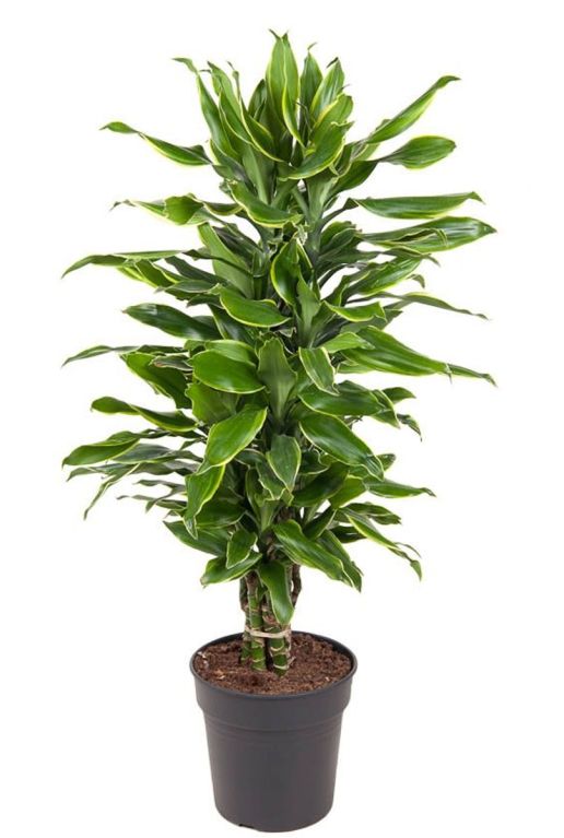 Monstera Siltepecana