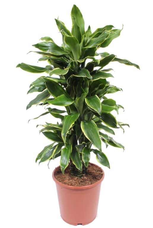 Dracaena golden coast
