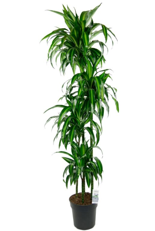 Dracaena hawaiian sunshine plante d interieur