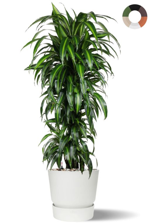 Dracaena hawaiiana in elho pot