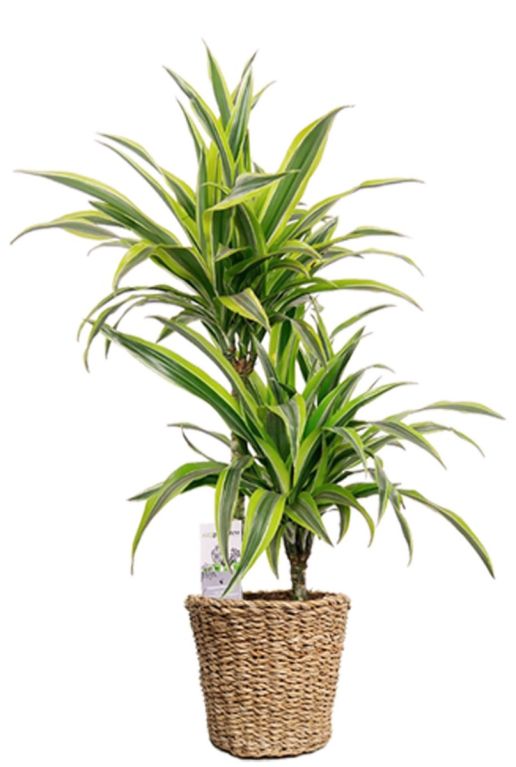 Monstera Siltepecana