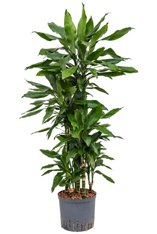 Dracaena janet lind grote hydrocultuur