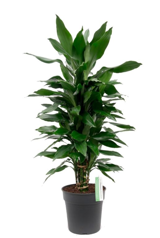 Dracaena Janet Lind