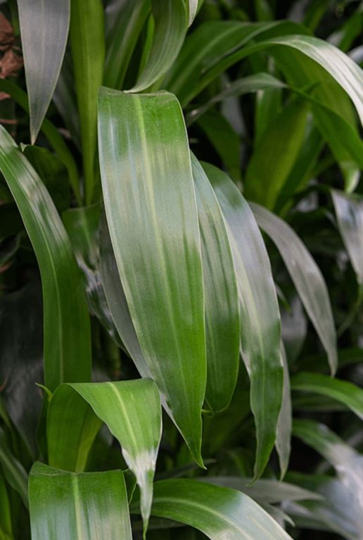Monstera Siltepecana