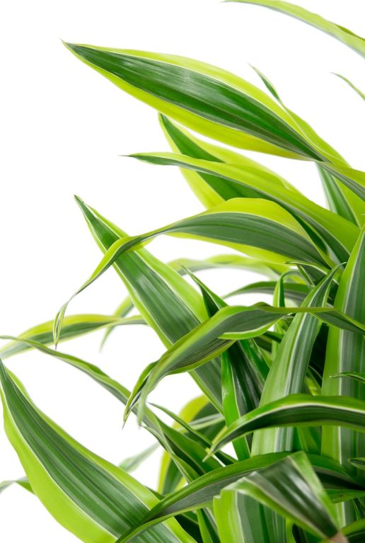 Monstera Siltepecana