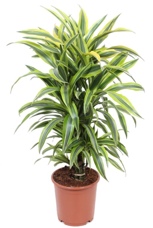 Monstera Siltepecana