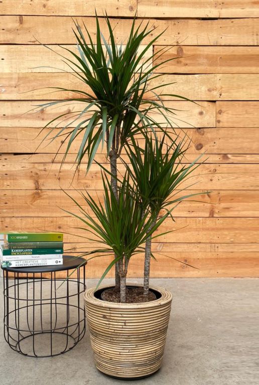 Monstera Siltepecana