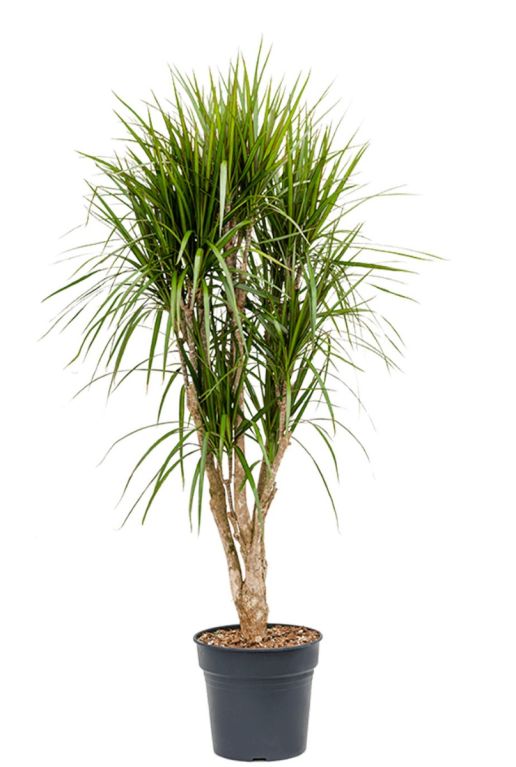 Dracaena marginata kamerplant 