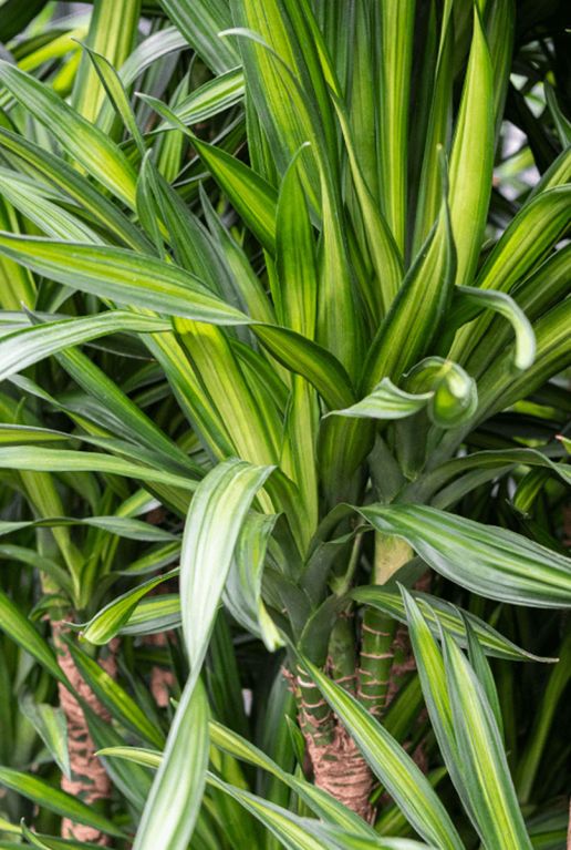 Monstera Siltepecana
