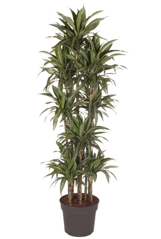 Dracaena ulises drakenbloedboom