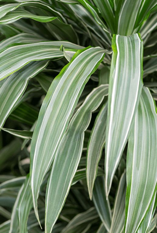 Epipremnum Pinnatum Global Green