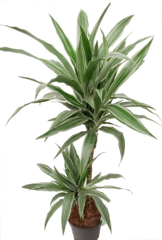 Dracaena Warneckei