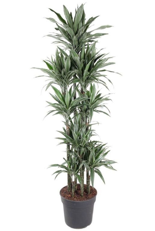 Scindapsus Treubii Dark plant