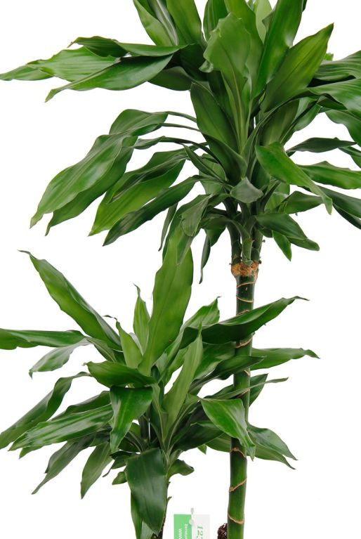 Dracaena met groene bladeren