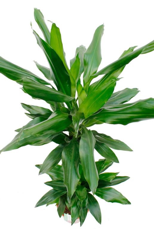 Huisplant Dracaena Janet Lind 