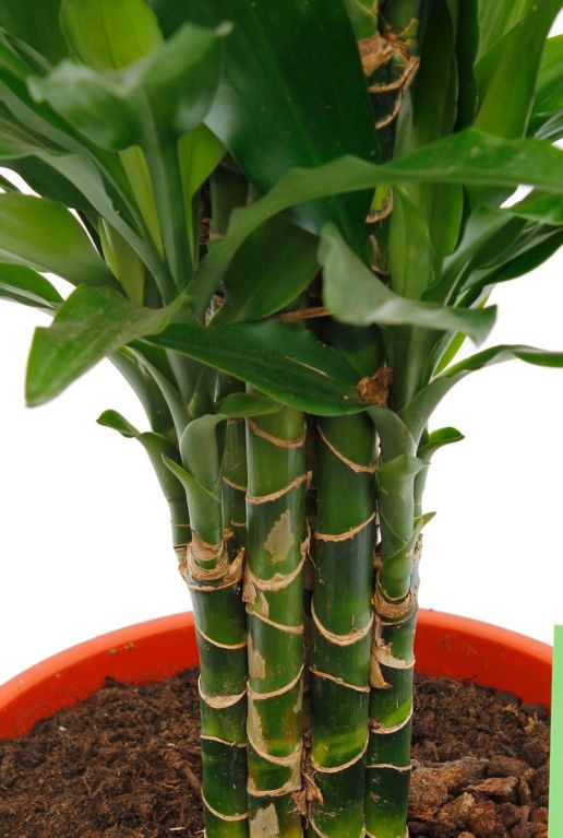 Monstera Siltepecana