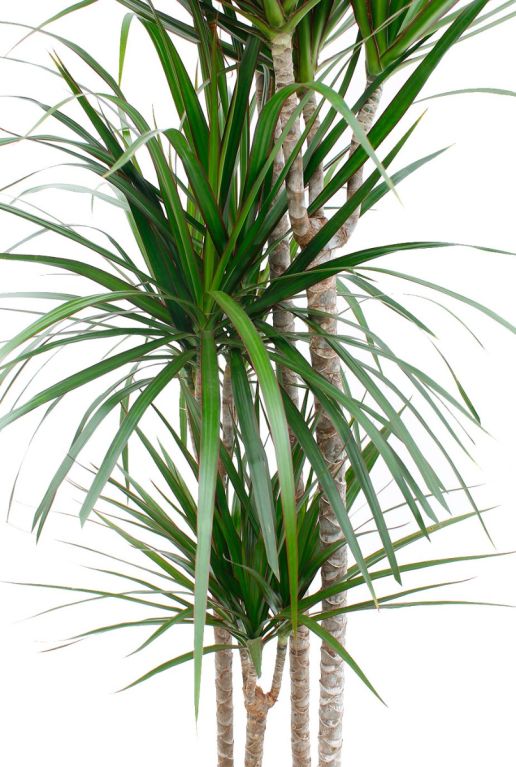 Dracaena Marginata blad met rood streepje