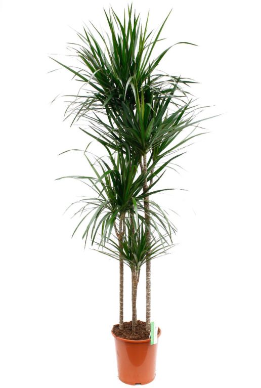 Mooie grote Dracaena Marginata met 4 stammen kopen 