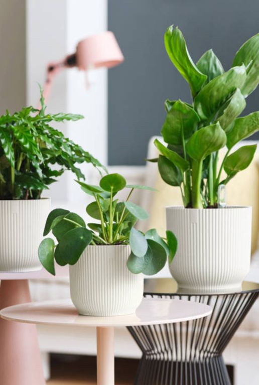 Elho potten kamerplant 2 4