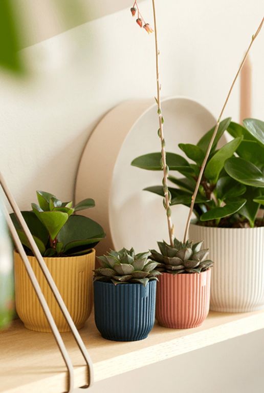 Elho vibes fold plant 6
