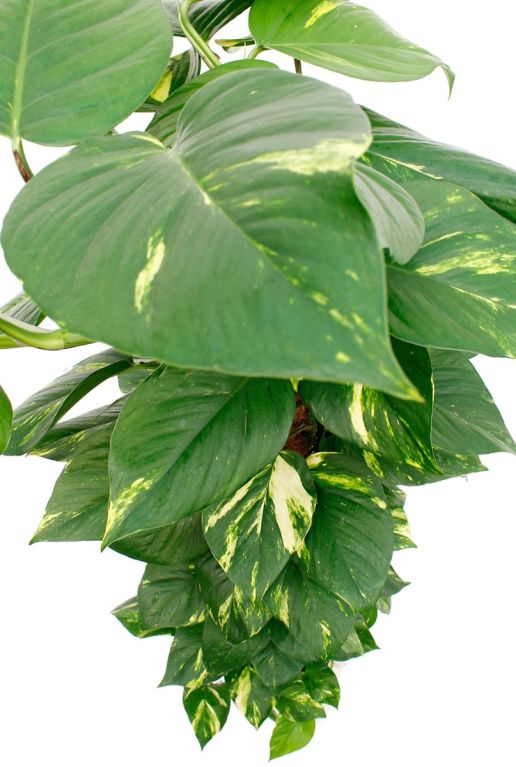 Kamerplant met groen gele bladeren