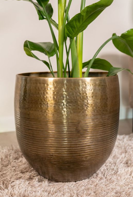 Monstera Siltepecana