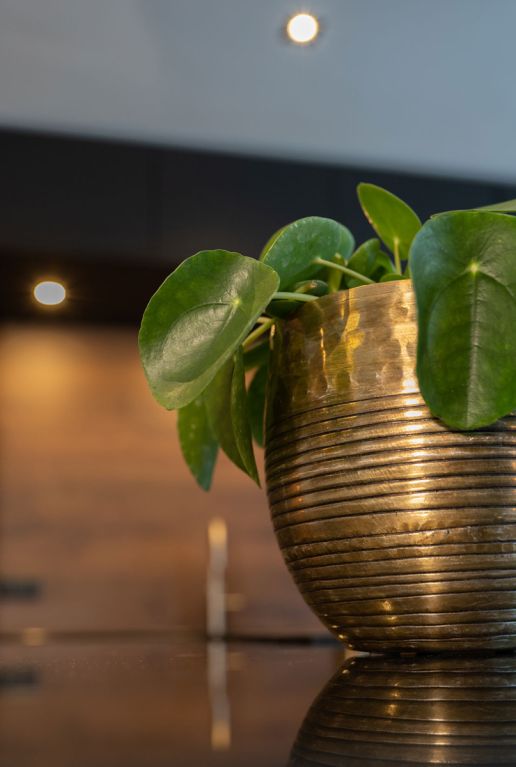 Monstera Siltepecana