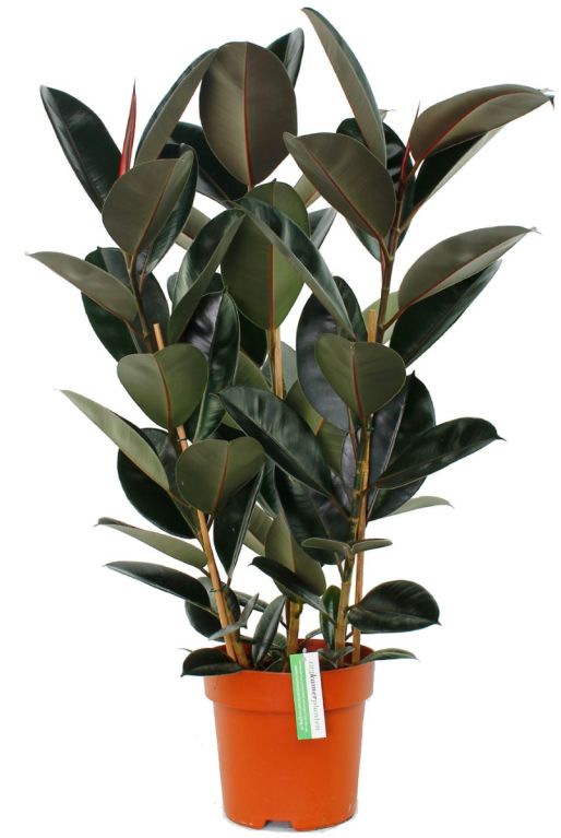 Ficus Elastica met donker groene bladeren