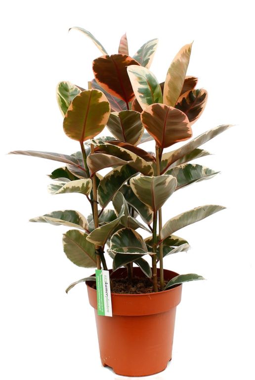 Mooie Ficus Elastica Belize kamerplanten kopen bij 123planten