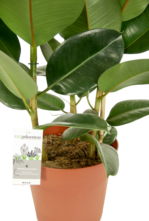 Ficus-robusta-kamerplant-online-kopen-3stek