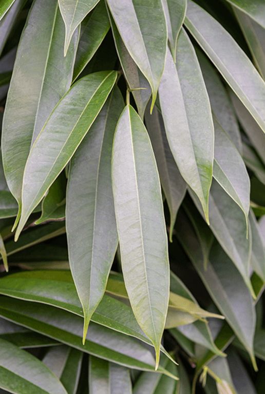 Monstera Siltepecana