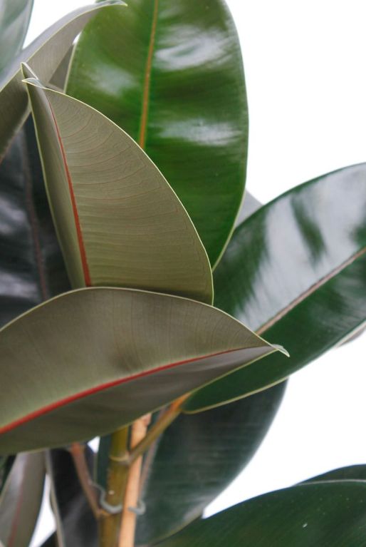 Hoya Krohniana Silver blad