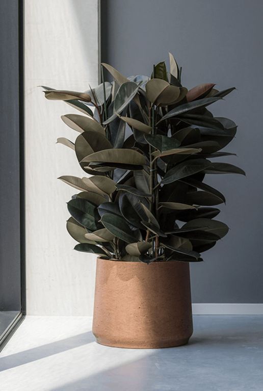 Monstera Siltepecana