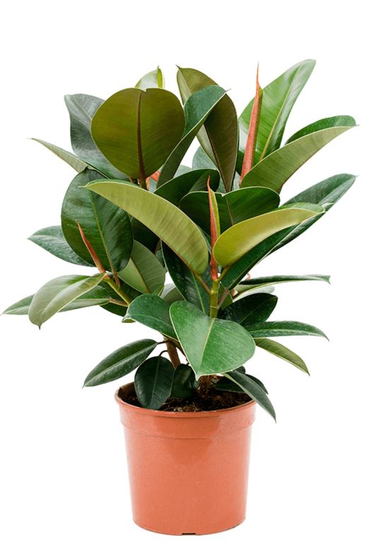 Monstera Siltepecana