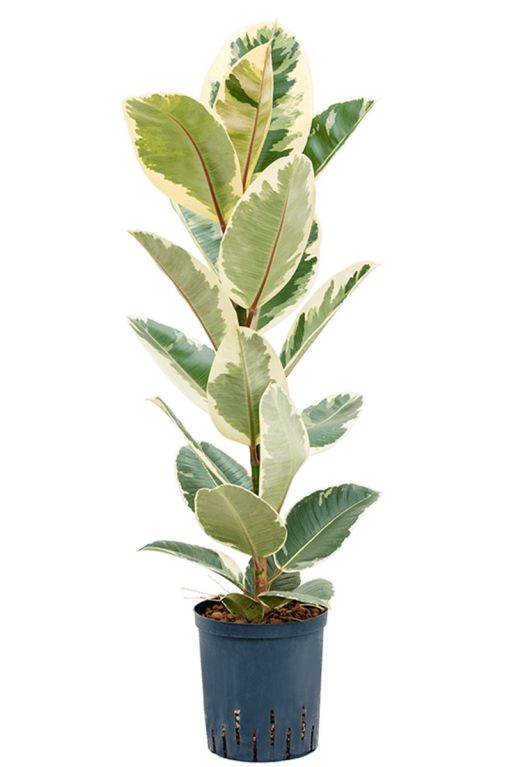 Monstera Siltepecana