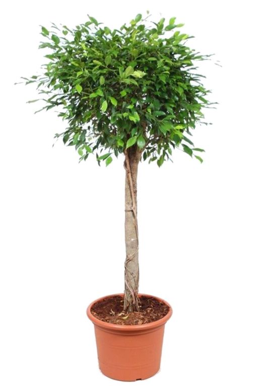 Ficus foliole kamerplant boom