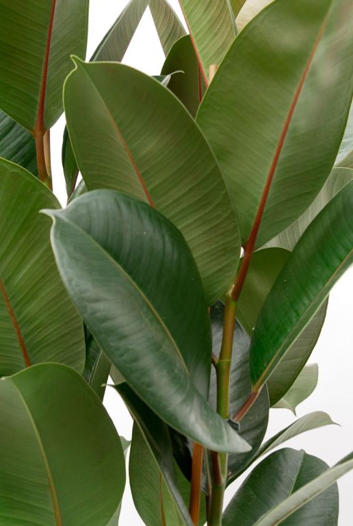 Monstera Siltepecana